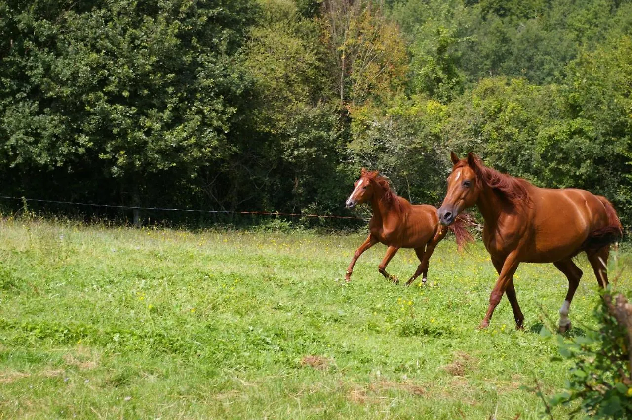 Gîte l'appel de la Forêt Betplan Hébergement de vacances